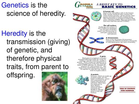 are kinks hereditary|Genetics of Human Sexual Behavior: Where We Are, Where We。